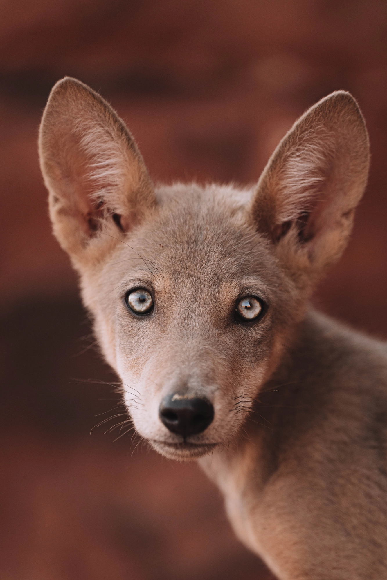 wadi rum jordanie MDS